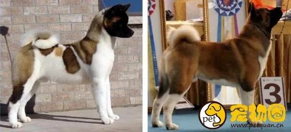 美系秋田犬是怎么来的，和日系秋田有什么区别