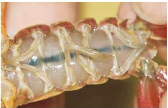 虾腹部的黑线需要去掉吗