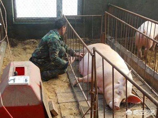 2018年下半年生猪价格走势