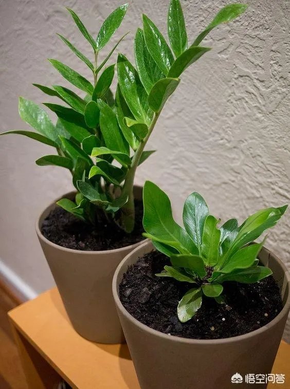 金钱树该怎么养？