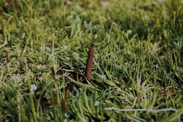 冬虫夏草长什么样子图片