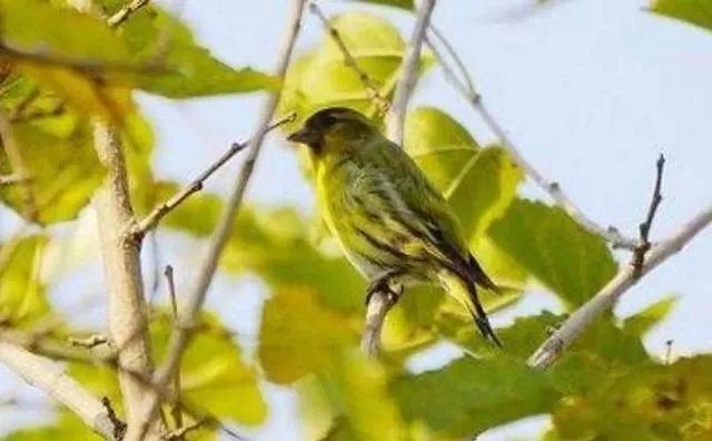 “黄雀衔环”典故的主人公是谁？有着怎么的传奇故事？