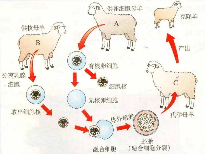 奇妙的克隆原文
