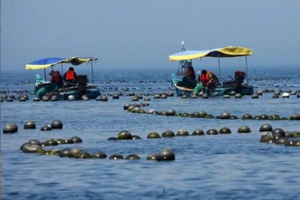 獐子岛利用扇贝跑路事件做出了哪些违法行为？