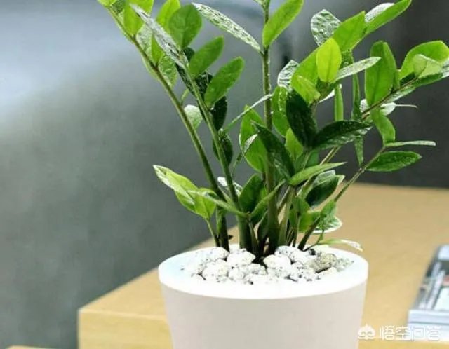 金钱树该怎么养？