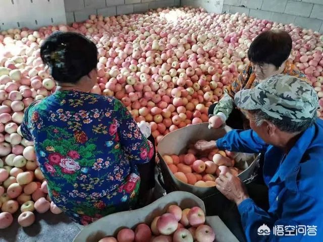 进入9月份了中晚熟水果陆续进入成熟采摘期，可是今年的水果价格怎么这么低？
