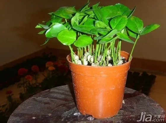 九里香怎么养 九里香的养殖方法