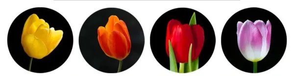 郁金香手工花制作方法