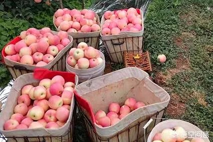 进入9月份了中晚熟水果陆续进入成熟采摘期，可是今年的水果价格怎么这么低？