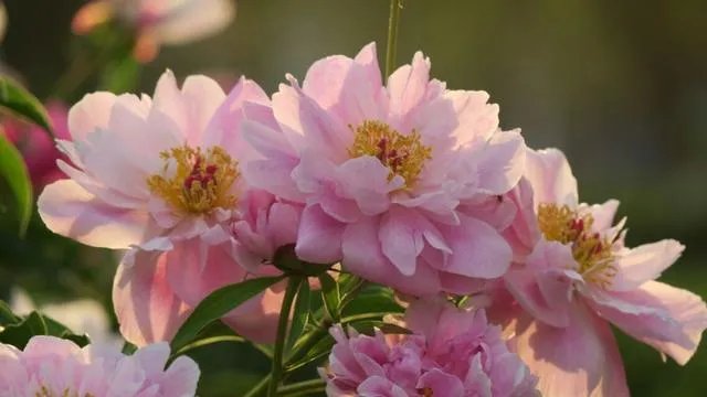 性价比最高的相机是哪款？