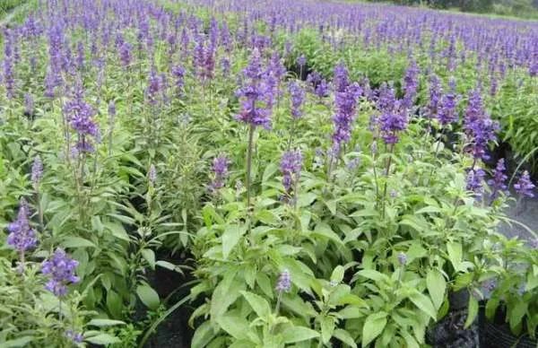 园林绿化低矮灌木有那些