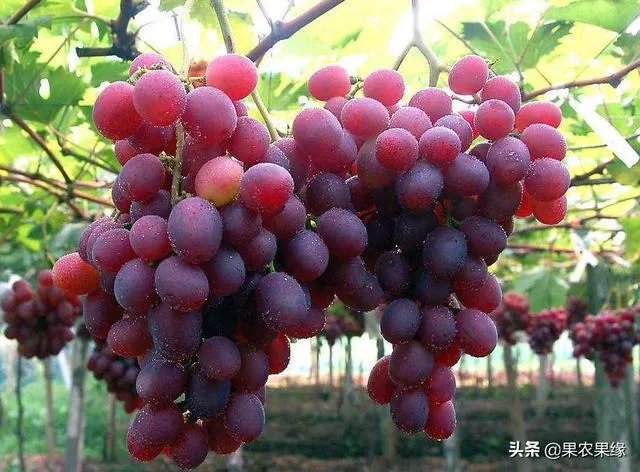 进入9月份了中晚熟水果陆续进入成熟采摘期，可是今年的水果价格怎么这么低？