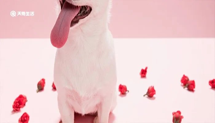 吉娃娃多少钱一只 吉娃娃可以吃熟蛋黄吗