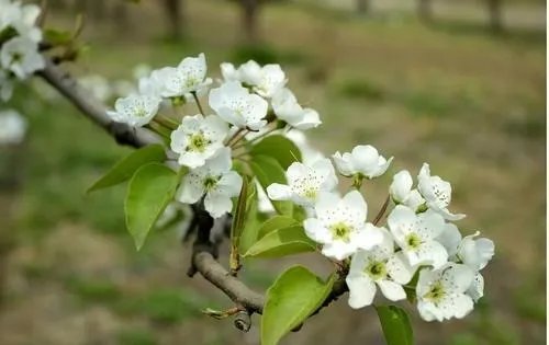 千树万树梨花开的上一句是什么？