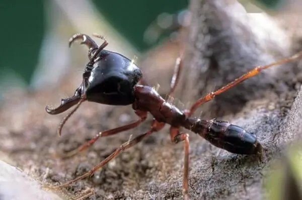 世界上最强的十大蚂蚁，火红蚁曾入侵美国，第四可当宠物养