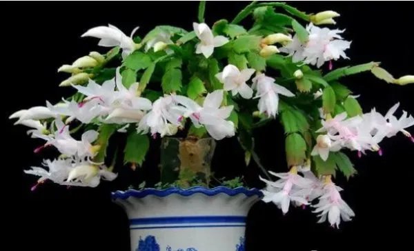 多肉的分类是哪几个？