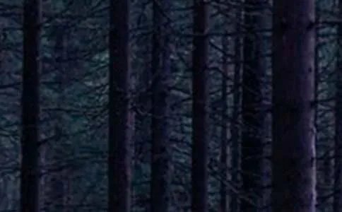 重庆森林的经典台词有哪些