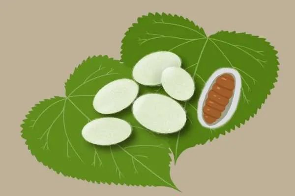 蚕蛹的营养价值是什么