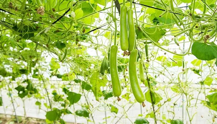 北瓜是什么 北瓜是什么东西