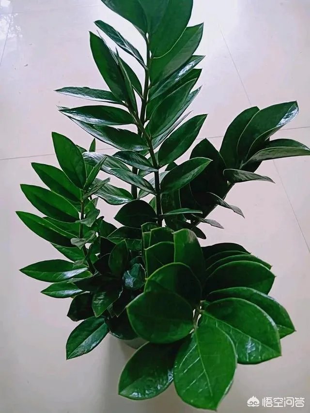 金钱树该怎么养？