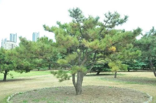 松柏的象征意义是什么 松柏有哪些种类