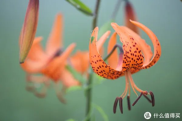 单反镜头选购指南