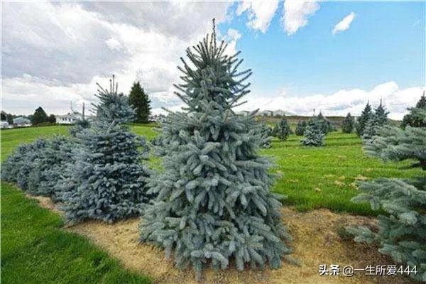 蓝杉的种植方法？