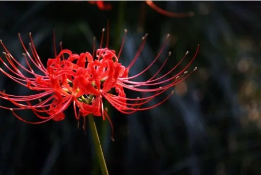 彼岸花的花语是什么?