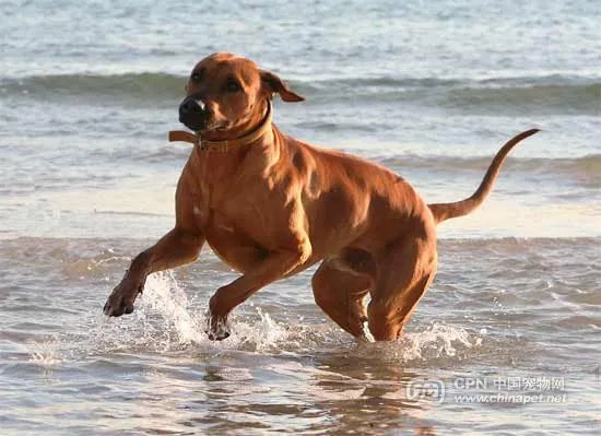 罗得西亚背脊犬的体型