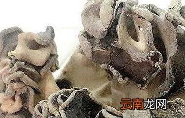 巴楚蘑菇的功效与作用 巴楚蘑菇的药用价值