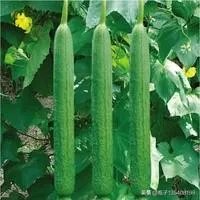 丝瓜的组成部分及图片？