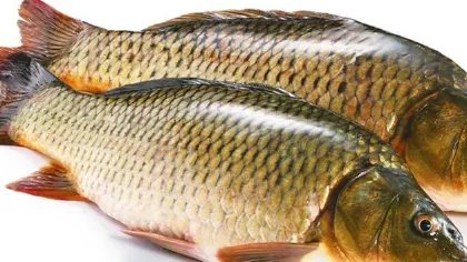 黄金鲫鱼与鲫鱼区别