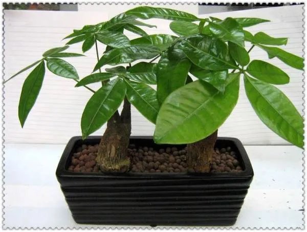 “八方来财”树的学名是什么，怎么养呀？？？？