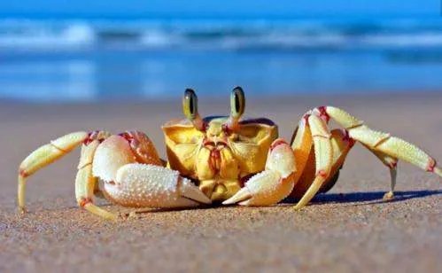 在农村养殖业里什么最净钱