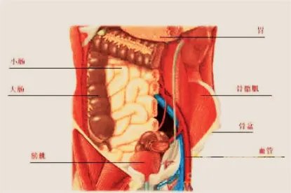 人的腹部位置图片