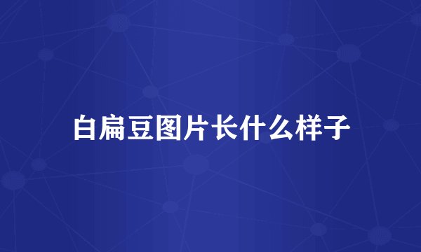 白扁豆图片长什么样子