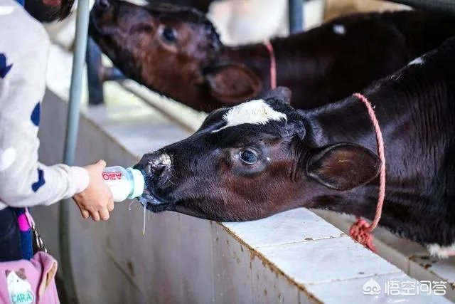 深圳光明农场有什么好玩的