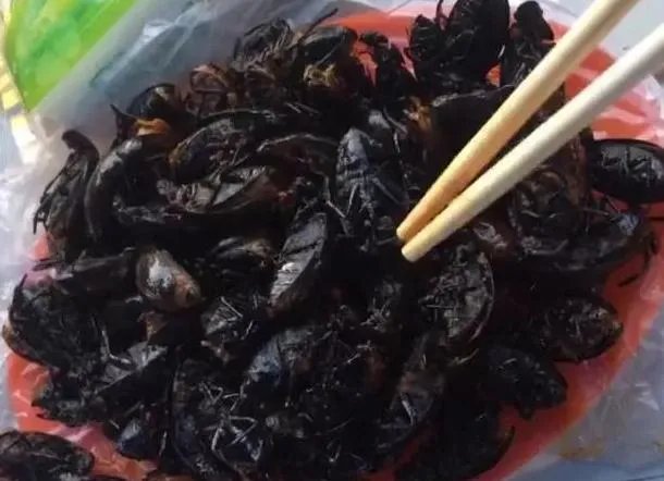 广东人为什么喜欢吃煮“水曱甴（蟑螂）？