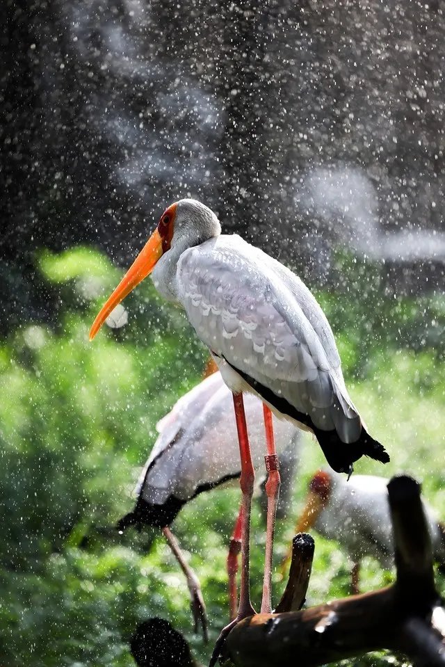 佳能RF广角标准长焦镜头 哪款适合你？