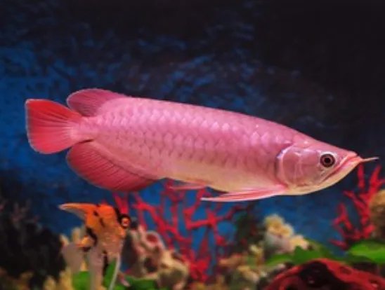 晚上做梦梦到鱼好吗 做梦梦到鱼是什么征兆