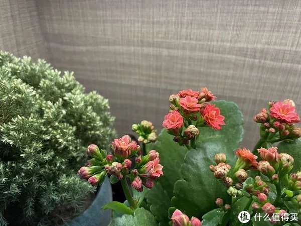 给老爸老妈换个iPhone吧！——iPhone12开箱简评。还把屏幕划伤了！