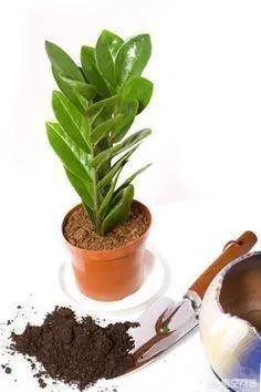 金钱树该怎么养？