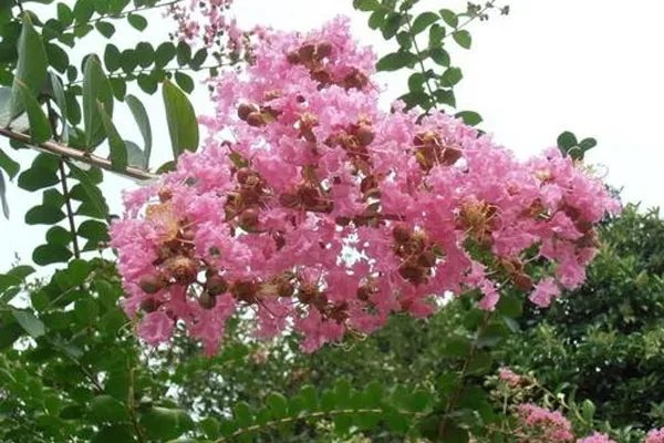 痒痒树的学名叫什么