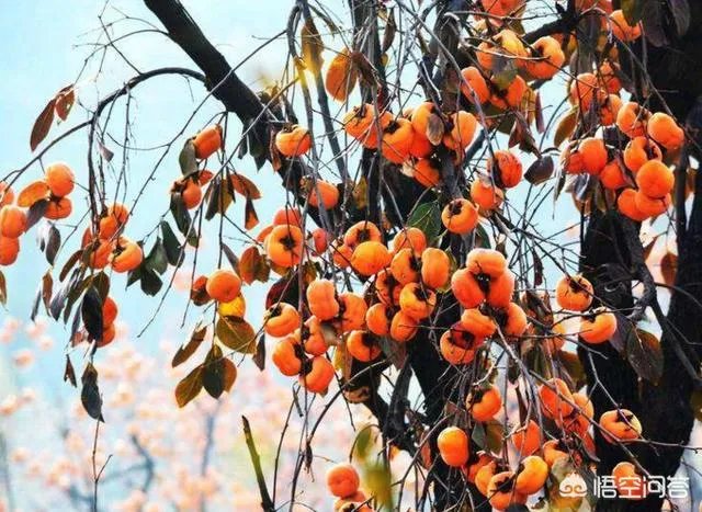 进入9月份了中晚熟水果陆续进入成熟采摘期，可是今年的水果价格怎么这么低？