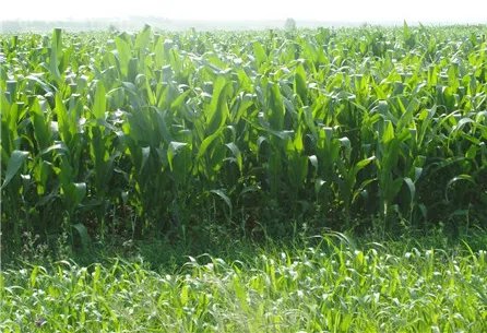 墨西哥玉米草是什么 如何种植墨西哥玉米草