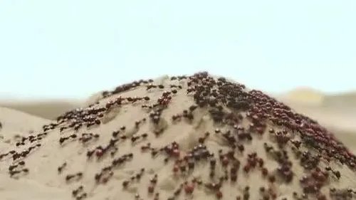 地球上最恐怖的蚂蚁-沙漠行军蚁的介绍
