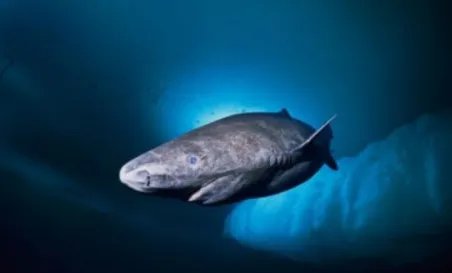 格陵兰鲨鱼寿命为什么这么长