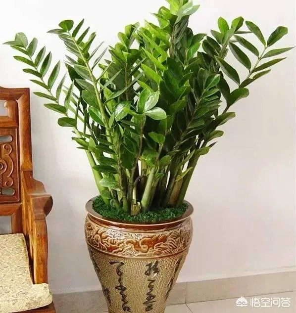 金钱树该怎么养？