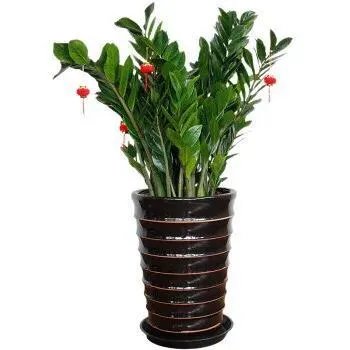 金钱树该怎么养？