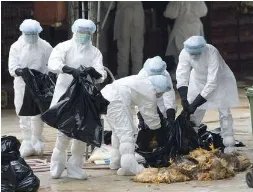 中国上一次禽流感是哪一年?